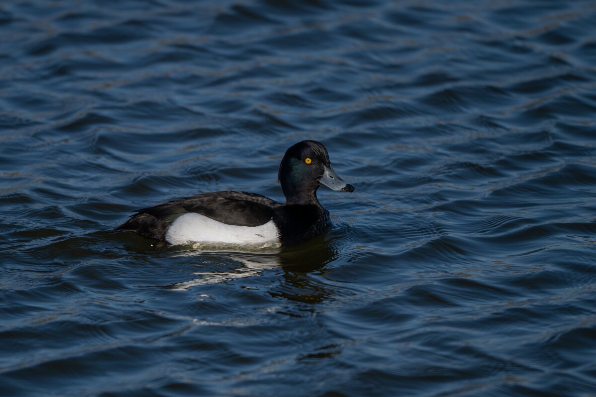 DP Wildlife Photography - Netherlands - Tufted duck - A.jpg - Tufted duck, male - Texel