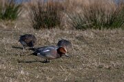 DP Wildlife Photography - Netherlands - Wigeon - B
