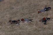 DP Wildlife Photography - Netherlands - Wigeon - D