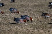 DP Wildlife Photography - Netherlands - Wigeon - E