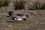 Wigeon