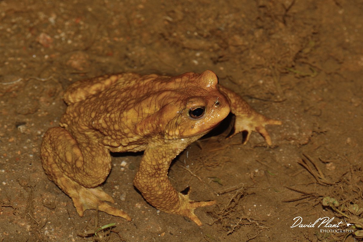 David Plant Photography - Wildlife Photography - Common toad - C.jpg - Spiny toad - Serra de Monchique