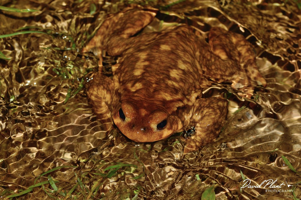 David Plant Photography - Wildlife Photography - Common toad - D.jpg - Spiny toad in flowing water - Serra de Monchique