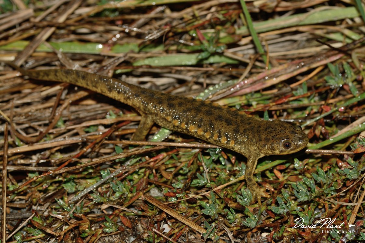 David Plant Photography - Wildlife Photography - Iberian ribbed newt - D.jpg - Sharp-ribbed newt - Castro Verde