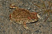 David Plant Photography - Wildlife Photography - Natterjack toad - B