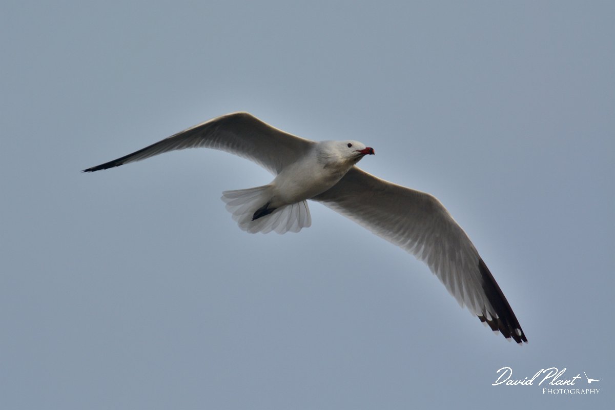 DPP - Wildlife Photography - Audouin's gull - B.jpg - Audouin's gull in flight - Foz do Almargem