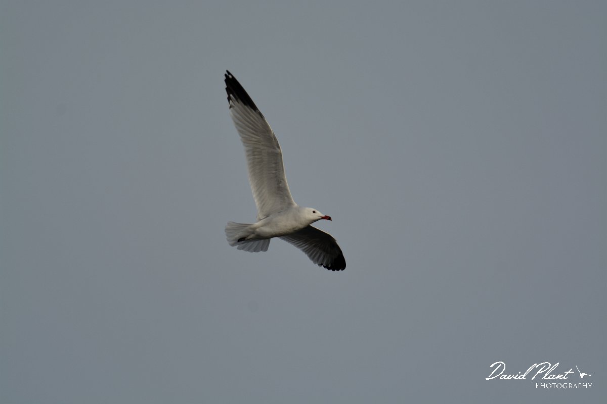 DPP - Wildlife Photography - Audouin's gull - D.jpg - Audouin's gull in flight - Foz do Almargem