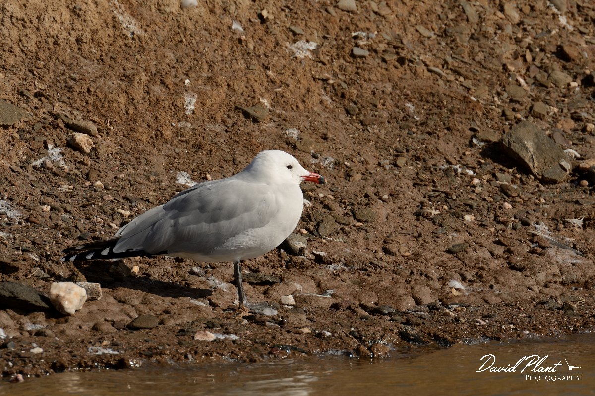 DPP - Wildlife Photography - Audouin's gull - H.jpg - Audouin's gull - Sitio das 4 Aguas