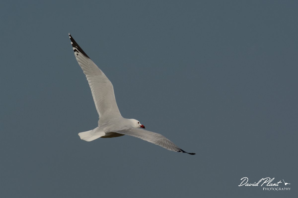 DPP - Wildlife Photography - Audouin's gull - I.jpg - Audouin's gull in flight - Sitio das 4 Aguas
