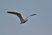 DPP - Wildlife Photography - Audouin's gull - A