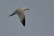 DPP - Wildlife Photography - Audouin's gull - C
