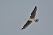 DPP - Wildlife Photography - Audouin's gull - E