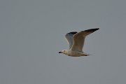 DPP - Wildlife Photography - Audouin's gull - F