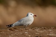DPP - Wildlife Photography - Audouin's gull - G