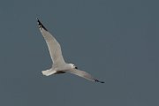 DPP - Wildlife Photography - Audouin's gull - I
