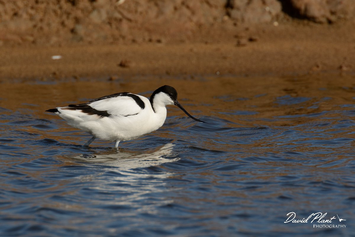 DPP - Wildlife Photography - Avocet - B.jpg - Avocet - Sitio das 4 Aguas