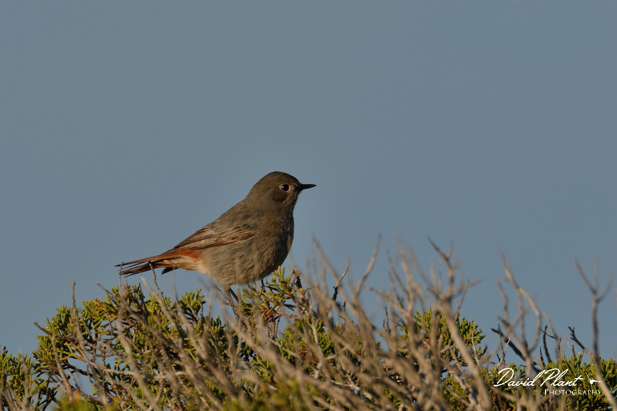 DPP - Wildlife Photography - Black redstart - B.jpg - Black redstart, female - Cabo de São Vicente