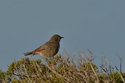 DPP - Wildlife Photography - Black redstart - B