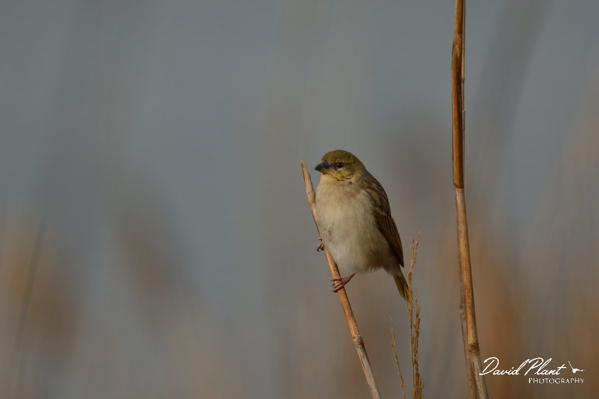 DPP - Wildlife Photography - Black-headed weaver - B.jpg - Black-headed weaver - Foz do Almargem