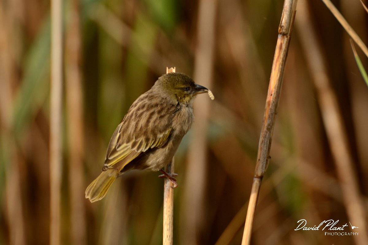 DPP - Wildlife Photography - Black-headed weaver - C.jpg - Black-headed weaver with grub - Foz do Almargem