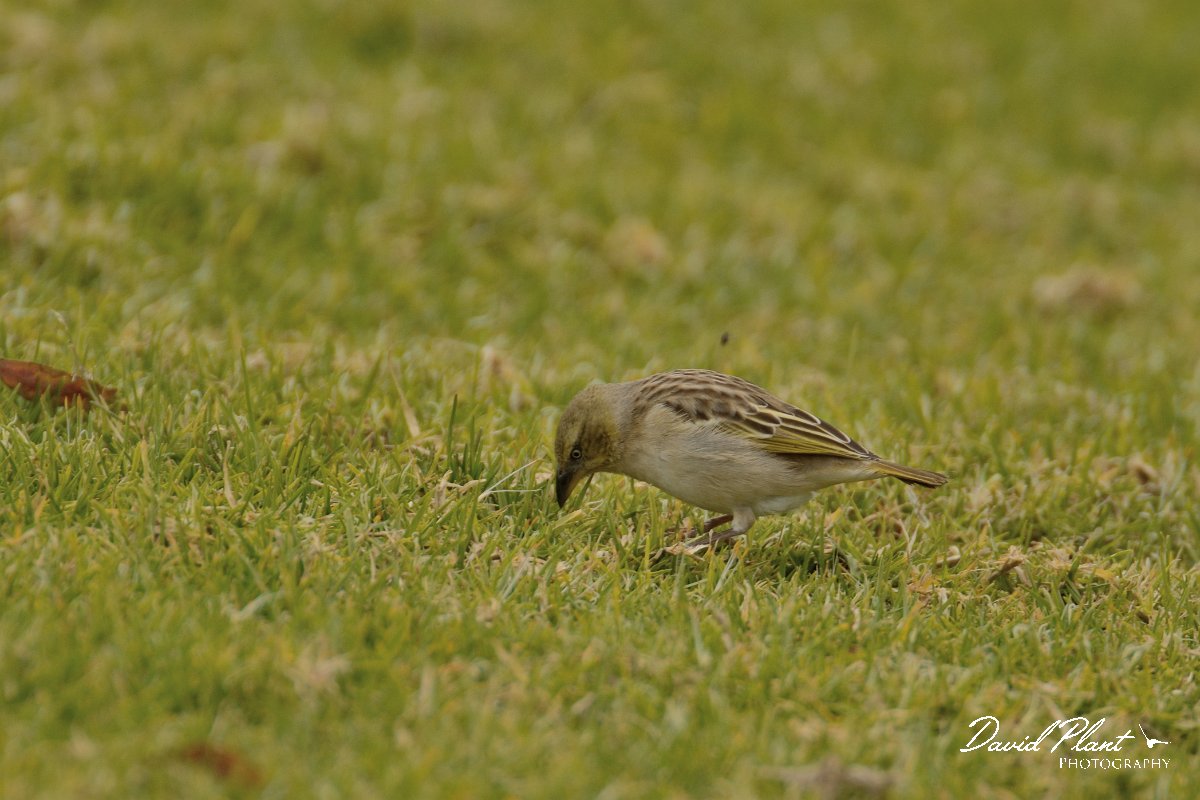 DPP - Wildlife Photography - Black-headed weaver - D.jpg - Black-headed weaver - Lagoa de São Lourenco