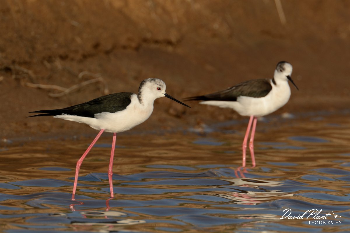 DPP - Wildlife Photography - Black-winged stilt - A.jpg - Black-winged stilt, pair - Arraial Ferreira Neto