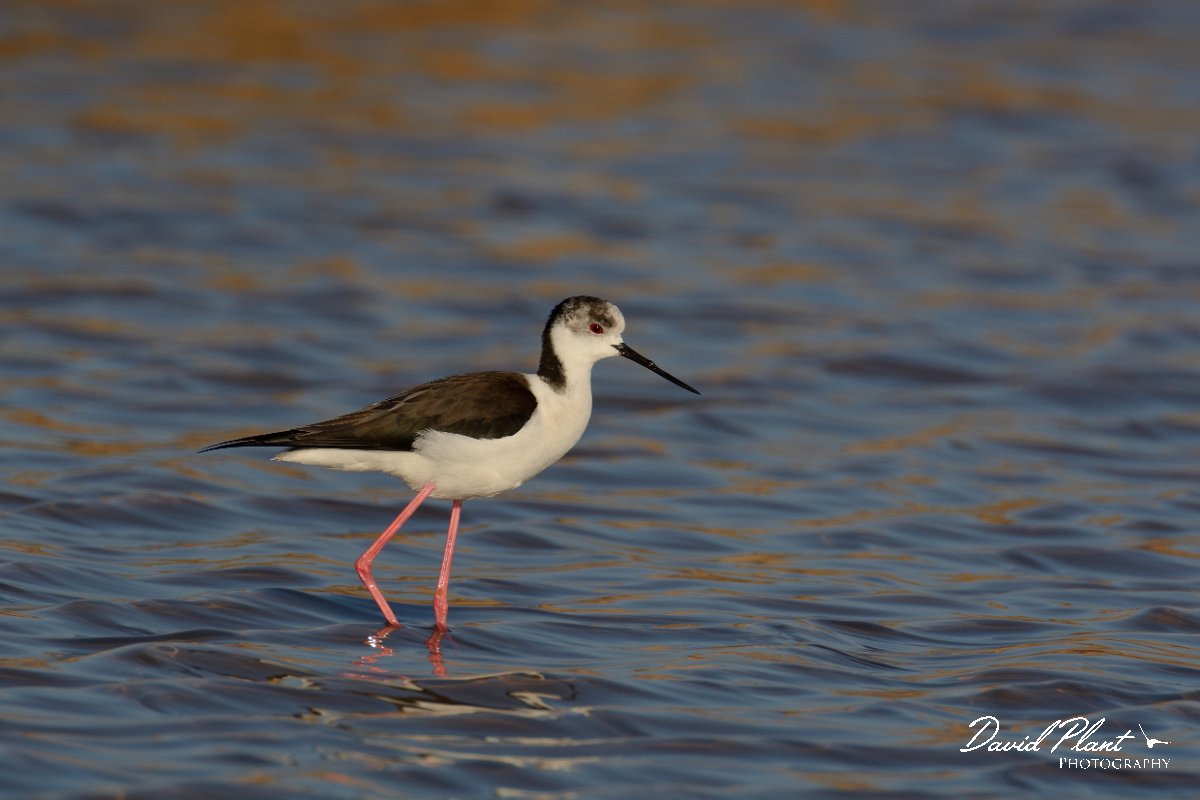 DPP - Wildlife Photography - Black-winged stilt - B.jpg - Black-winged stilt, male - Arraial Ferreira Neto
