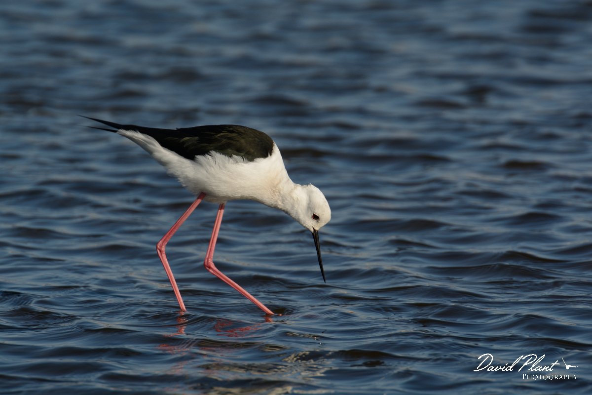 DPP - Wildlife Photography - Black-winged stilt - D.jpg - Black-winged stilt - Arraial Ferreira Neto