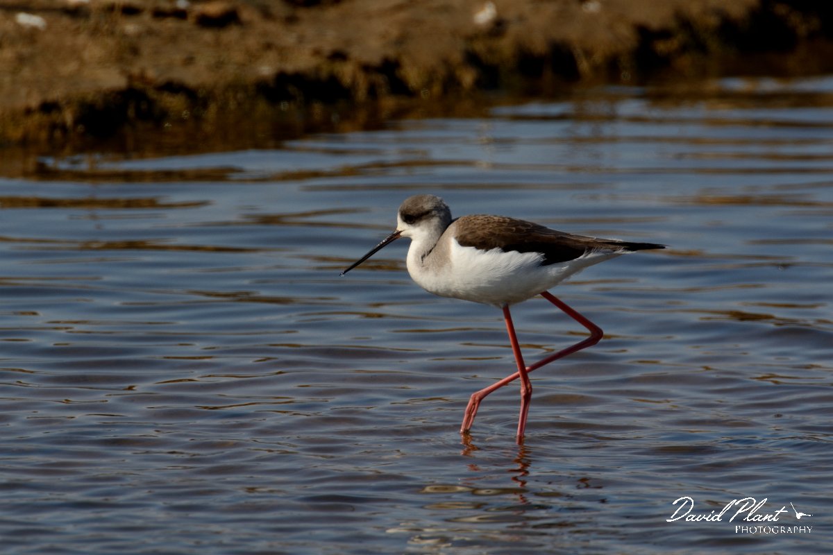 DPP - Wildlife Photography - Black-winged stilt - E.jpg - Black-winged stilt, juvenile - Sapal de Venta-Moinhos