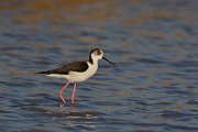 DPP - Wildlife Photography - Black-winged stilt - B