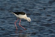 DPP - Wildlife Photography - Black-winged stilt - D