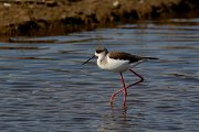 DPP - Wildlife Photography - Black-winged stilt - E