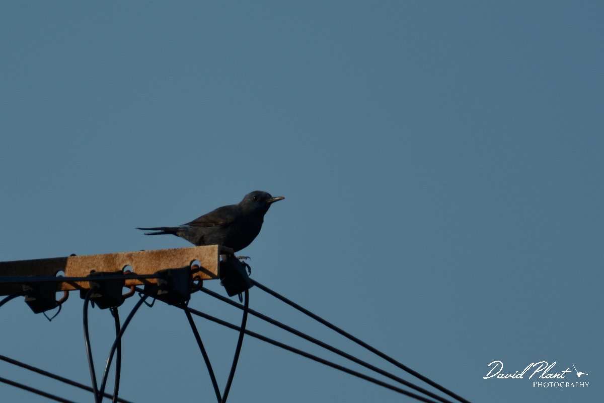 DPP - Wildlife Photography - Blue rock thrush - A.jpg - Blue rock thrush - Cabo de São Vicente