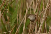 DPP - Wildlife Photography - Cetti's warbler - C