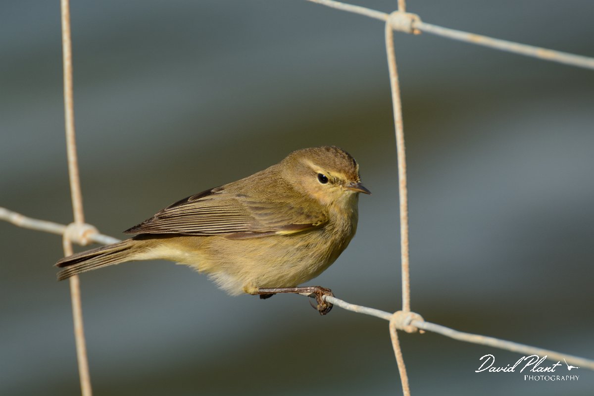 DPP - Wildlife Photography - Chiffchaff - A.jpg - Chiffchaff - Cerro do Bufo Saltpans