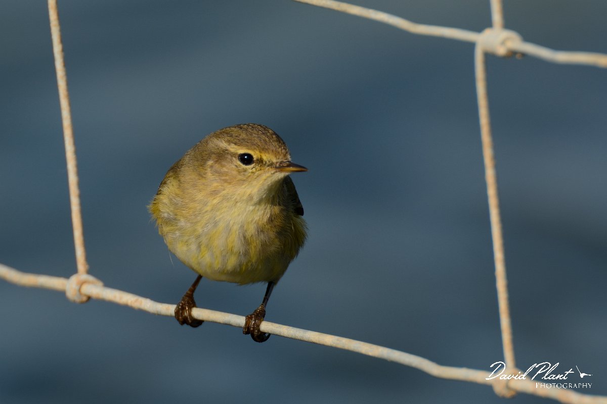 DPP - Wildlife Photography - Chiffchaff - B.jpg - Chiffchaff - Cerro do Bufo Saltpans