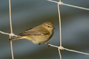 DPP - Wildlife Photography - Chiffchaff - A