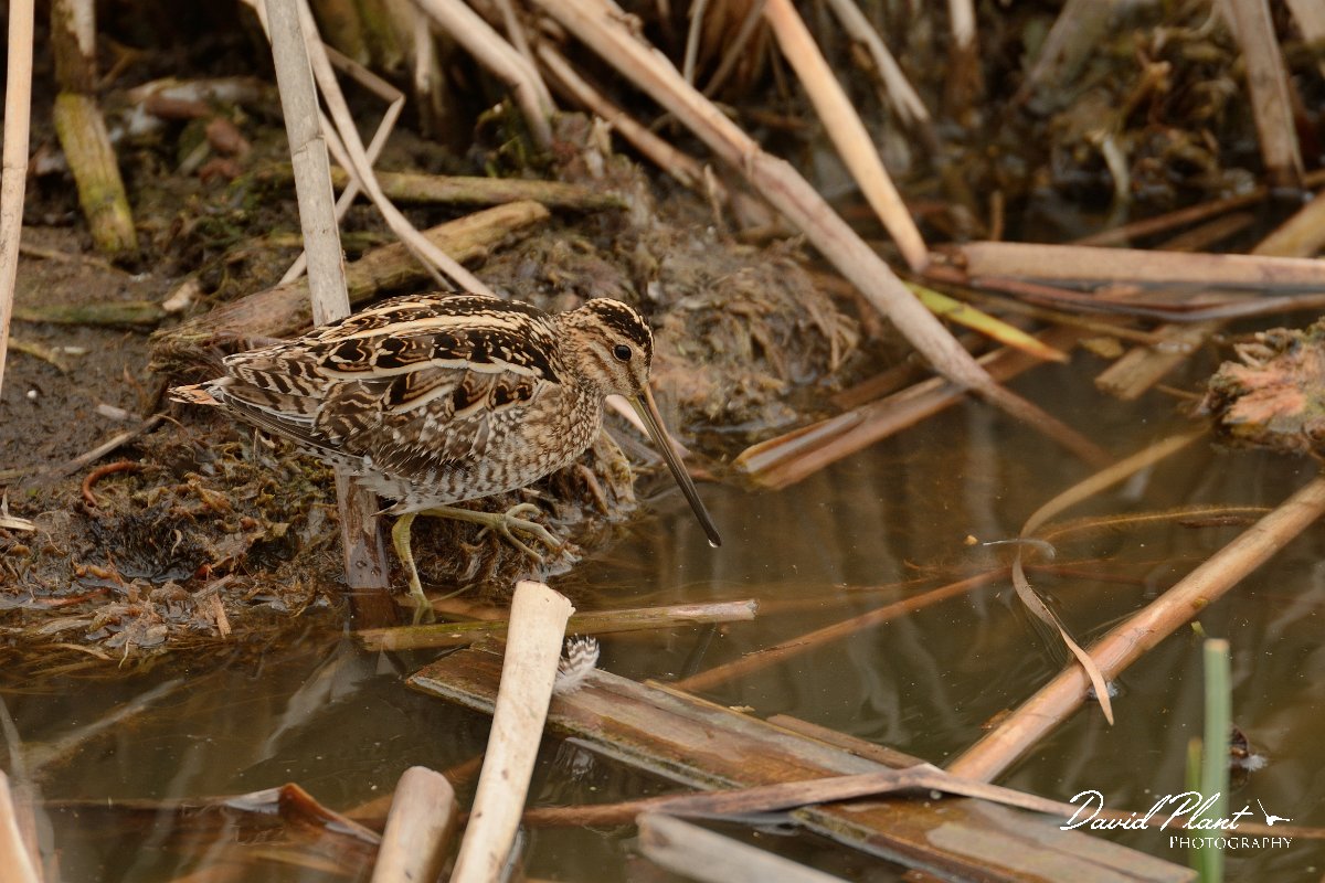 DPP - Wildlife Photography - Common snipe - A.jpg - Common snipe - Lagoa de São Lourenco