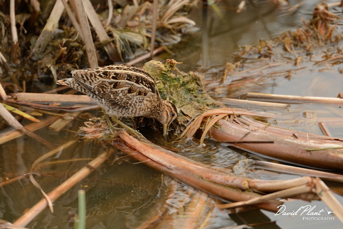 DPP - Wildlife Photography - Common snipe - B.jpg - Common snipe feeding - Lagoa de São Lourenco