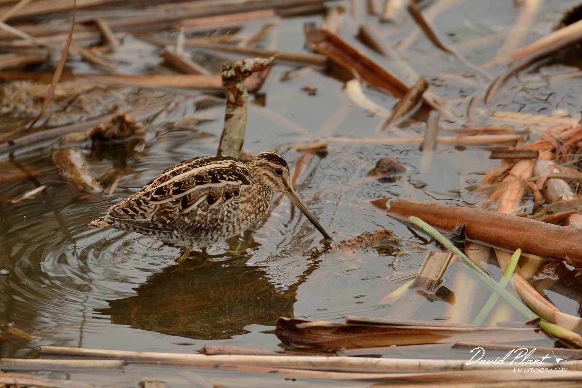 DPP - Wildlife Photography - Common snipe - C.jpg - Common snipe walking - Lagoa de São Lourenco