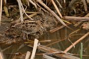 DPP - Wildlife Photography - Common snipe - A