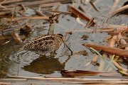 DPP - Wildlife Photography - Common snipe - C