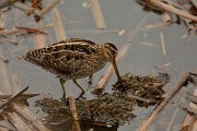 DPP - Wildlife Photography - Common snipe - E