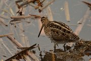 DPP - Wildlife Photography - Common snipe - F