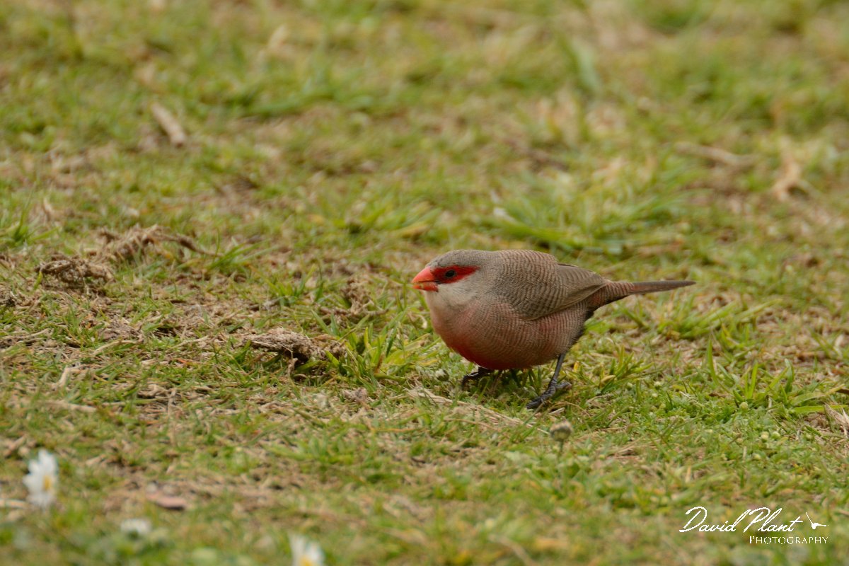 DPP - Wildlife Photography - Common waxbill - C.jpg - Common waxbill - Lagoa de São Lourenco