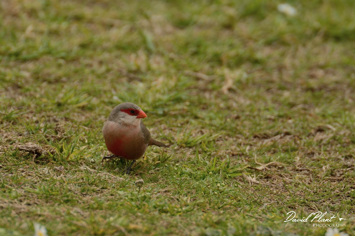 DPP - Wildlife Photography - Common waxbill - D.jpg - Common waxbill - Lagoa de São Lourenco