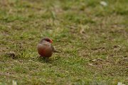 DPP - Wildlife Photography - Common waxbill - D