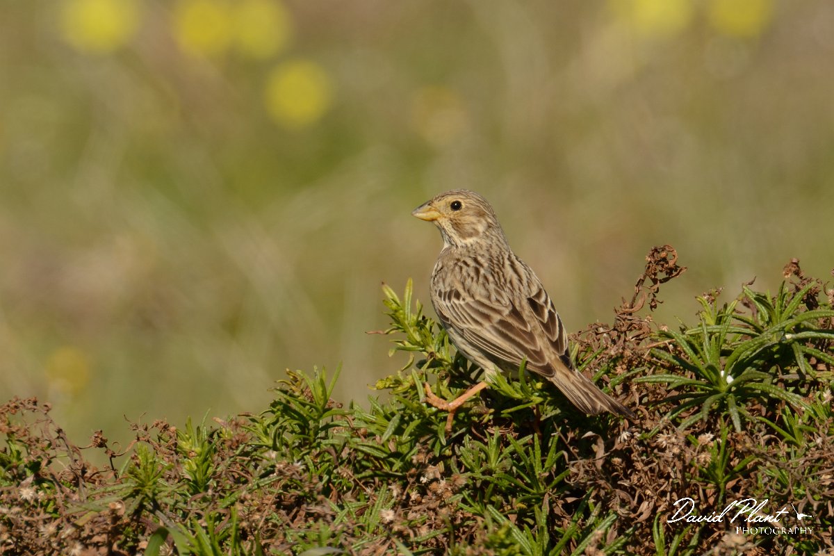 DPP - Wildlife Photography - Corn bunting - A.jpg - Corn bunting - Sagres Peninsula