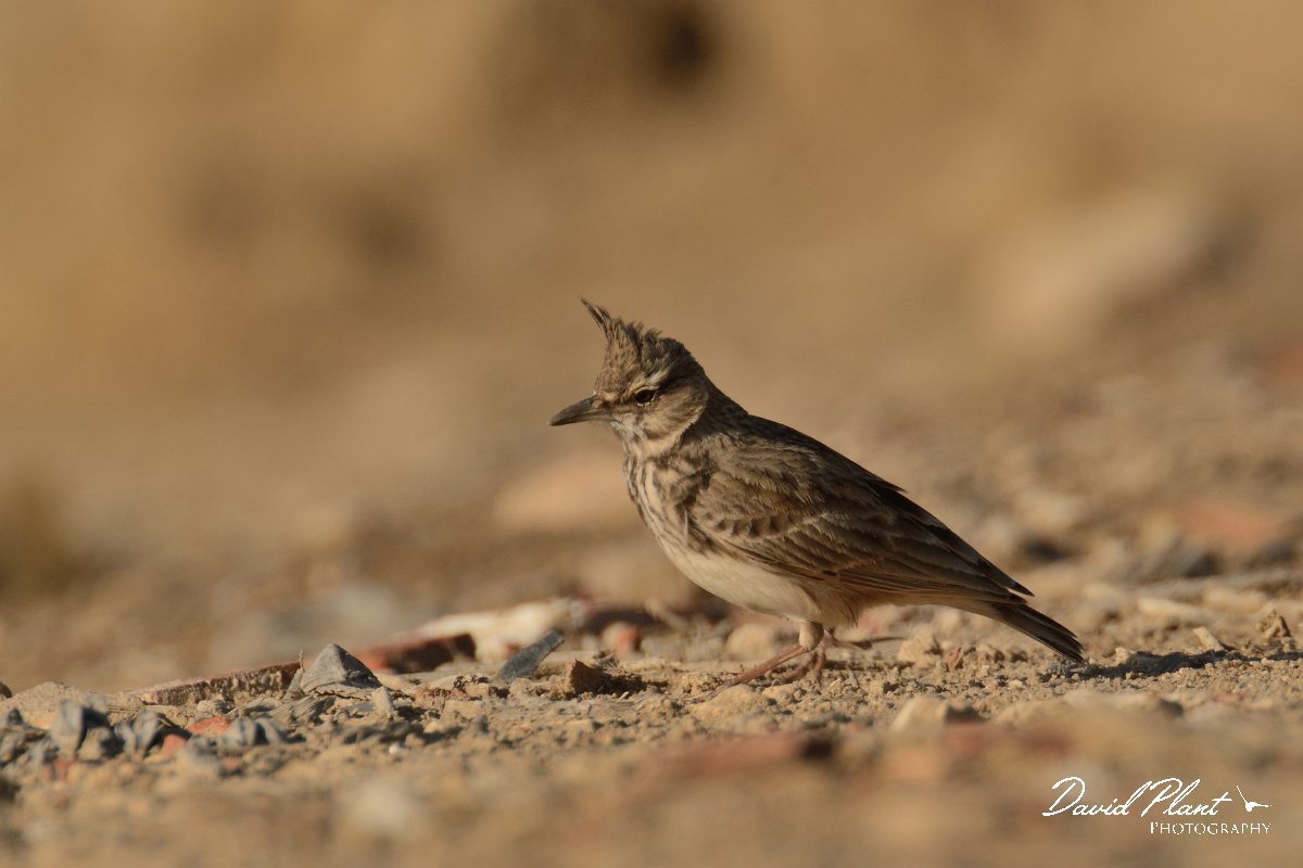 DPP - Wildlife Photography - Crested lark - B.jpg - Crested lark - Arraial Ferreira Neto