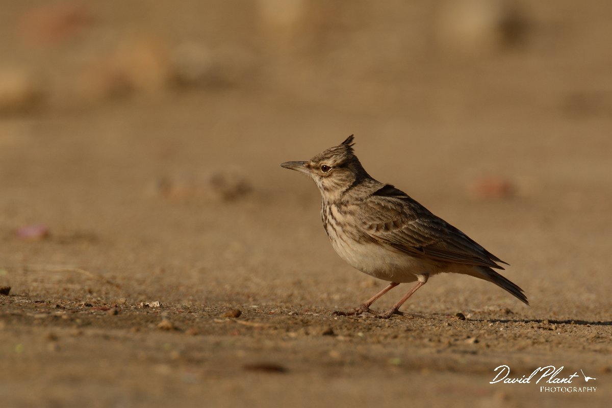 DPP - Wildlife Photography - Crested lark - D.jpg - Crested lark - Arraial Ferreira Neto